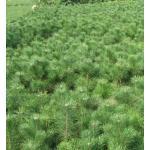兰州蓝森苗木种植中心 - 产品信息