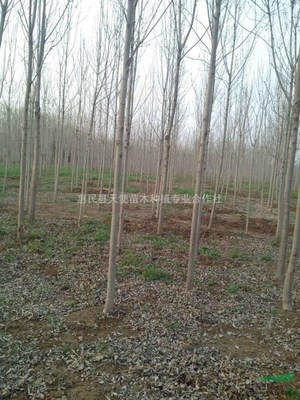 惠民县天使苗木种植专业合作社