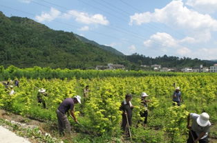 河南 发展林下经济 养山兴林富民