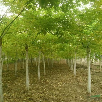 郓城县嘉通绿化苗木种植场