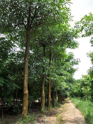 广东省揭阳市德善苗木种植基地