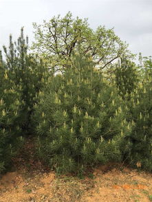 陕西白皮松苗木供应基地,白皮松幼苗,陕西白皮松苗木供应基地,白皮松幼苗生产厂家,陕西白皮松苗木供应基地,白皮松幼苗价格