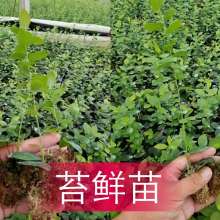 肥城市新茂苗木种植中心