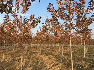 广东8-10公分北美红枫 济宁市任城区禾盛苗木种植供应