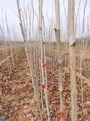 山东14公分法桐 济宁市任城区禾盛苗木种植供应