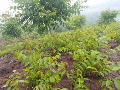 核桃苗图片_高清图_细节图-简阳市绿森苗木种植专业合作社