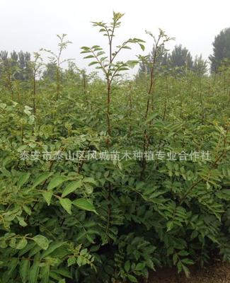 优质花椒苗 麻椒苗 无刺花椒苗 山东花椒苗基地